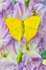 USA-Washington State-Issaquah Butterfly on flowers Art Print